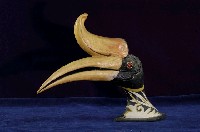 藏品(犀鳥頭骨)的圖片